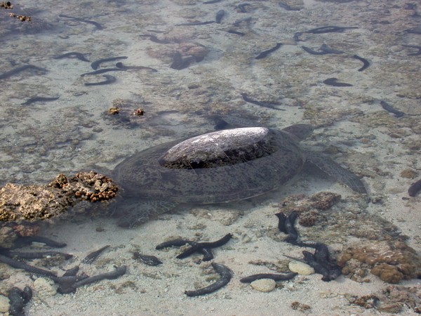 Green Turtle